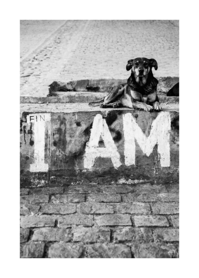 I Am Fin by artist Rowan Thornhill in size 50x70 cm. Affordable art sold in Open Edition. 